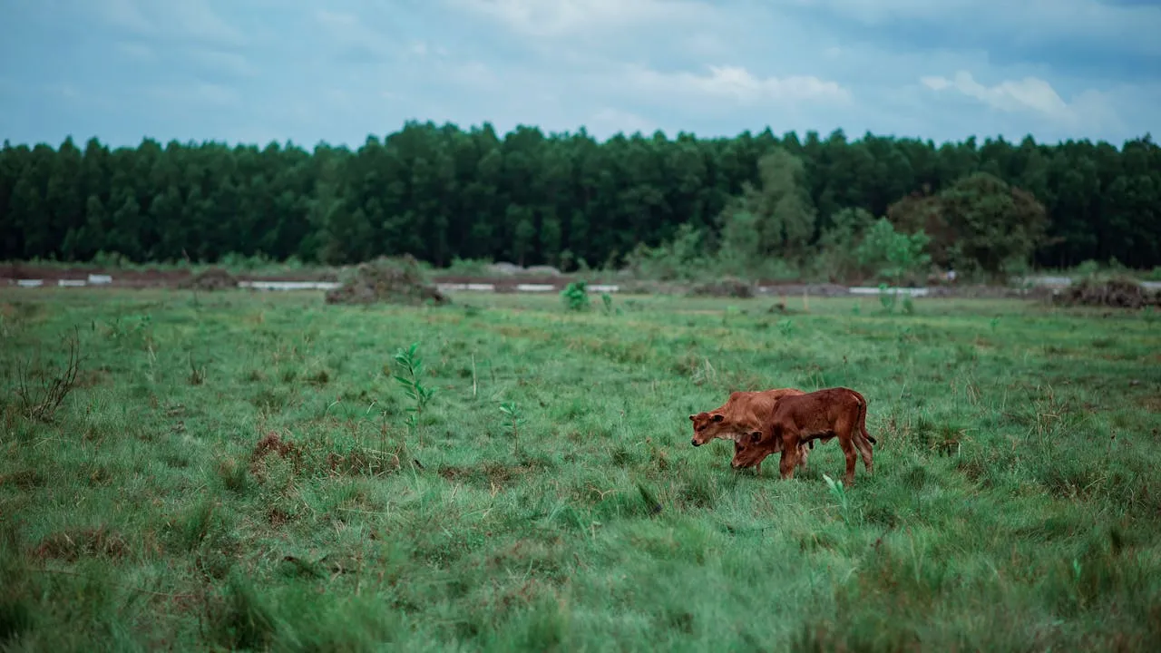 The Importance of Biodiversity in Regenerative Farming