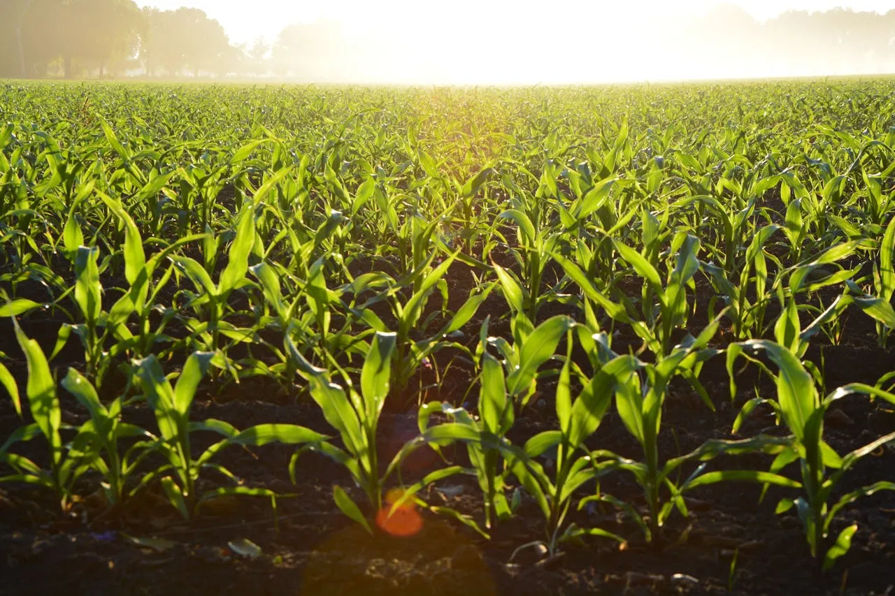 From Farm to Fork: The Rise of Farm-to-Table Food