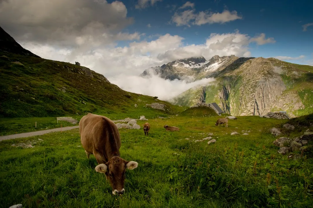 Holistic Management for Sustainable Farms